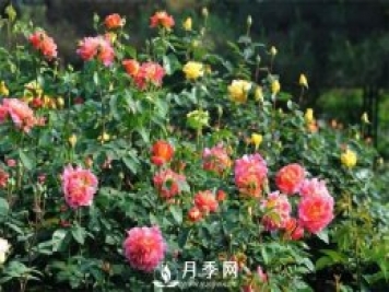 撒上2把糞肥，月季夏花開得超旺