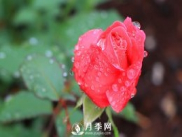 月季是比較喜肥的，充足養(yǎng)分才能促進月季生長