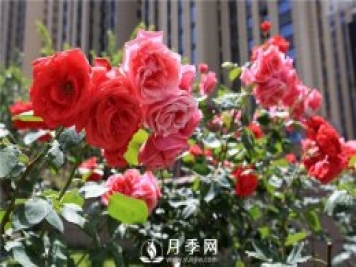冬季月季花可以施肥嗎？
