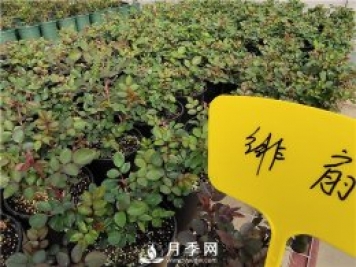 初春花卉“施肥”時機正好，要注意幾點