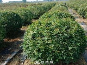 春天來了，采購造型月季花球的好時機(jī)