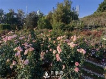 深圳免費月季花展，人民公園月季花盛開