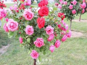 月季發(fā)生蟲(chóng)害不要慌！教你如何一網(wǎng)打盡