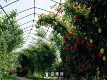 月季(紅蜘蛛、白粉病、黑斑病)防治及施肥技巧