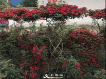 同樣的月季，不一樣的玩法，南陽造型月季系列