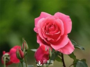 月季玫瑰與薔薇的區(qū)別在哪里？薔薇不開(kāi)花的原因是什么？