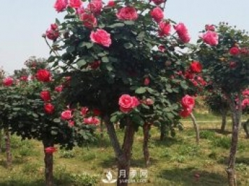 樹(shù)狀月季的病蟲(chóng)害防治，月季的二十四個(gè)節(jié)氣對(duì)應(yīng)養(yǎng)護(hù)