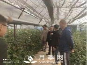 玉溪市開展國(guó)家級(jí)月季鮮切花 高效無土栽培標(biāo)準(zhǔn)化示范區(qū)中期檢查