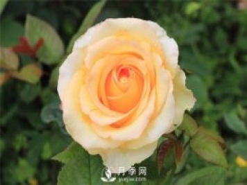 大花月季種植水肥如何管理？