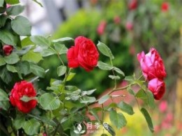 微月和藤本和灌木月季的區(qū)別，超容易分辨！