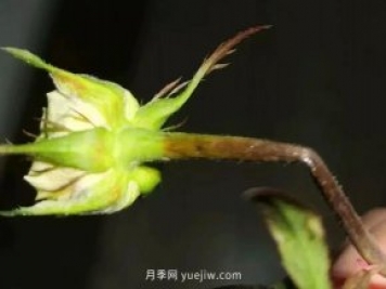 月季嫩枝花苞變彎，可能是莖蜂蟲害來了