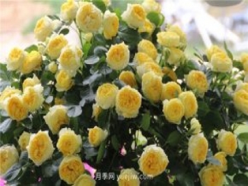 10大入門微型月季品種推薦，選這些微月就對了