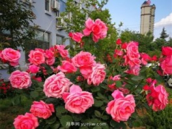 濟(jì)南月季景觀當(dāng)屬唐冶街道月季樹(shù)