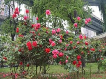 成都“高顏值”月季花開正艷，50多個品種美爆街頭