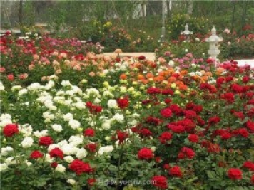 上海顧村公園500多畝月季正處盛花期，5.1期間置身于月季花海