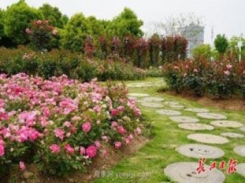 武漢滿街月季開放，近百座公園進(jìn)入盛花期