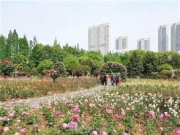 武漢市第十三屆月季展，青山和平公園等你來(lái)打卡