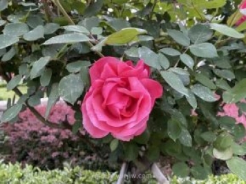 石家莊月季市花盛開，20萬株驚艷城市美景