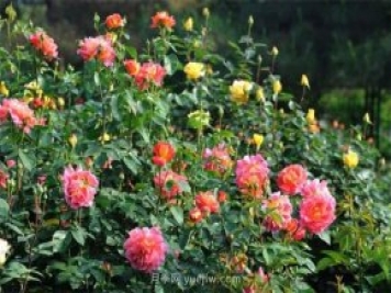 張愛(ài)玲的薔薇名句，薔薇處處開(kāi)，可愛(ài)又可親