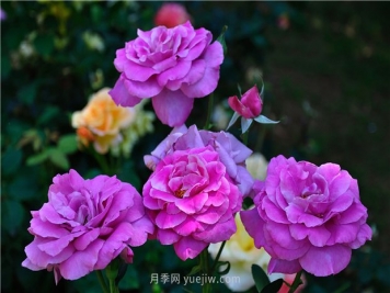 南昌濱江月季園，帶你去看天下風(fēng)流的江西月季花