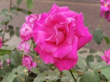 北京月季花花世界中，高貴的紫色月季醉迷人
