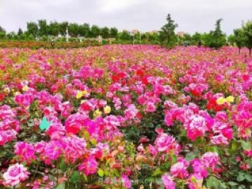 月季花開(kāi)相約咸陽(yáng)，去咸陽(yáng)看月季