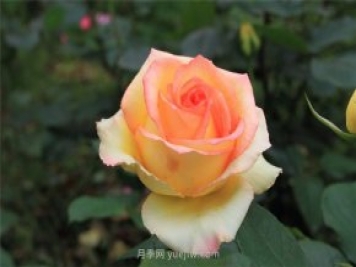 濟(jì)南增選玫瑰為市花，投票結(jié)果顯示贊成率達(dá)99.42%