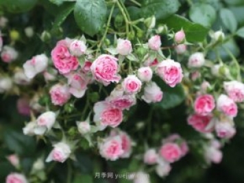 推薦4個(gè)品種，皮實(shí)好養(yǎng)開(kāi)花量大，打造藤本花瀑布