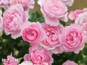 推薦陽臺黨必入的四款微型月季品種，你猜到了嗎