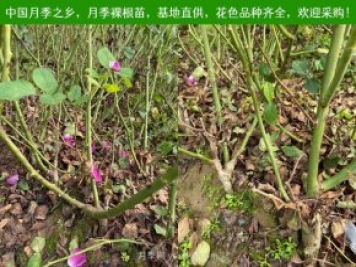 月季網(wǎng)：月季裸根苗的選購(gòu)、栽植、肥水、養(yǎng)護(hù)技術(shù)大全