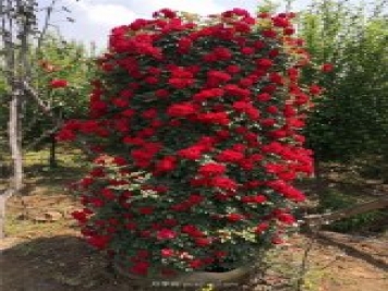 造型月季，月季花柱批發(fā)