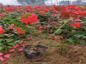 國(guó)月盆栽月季多種花色上市銷(xiāo)售