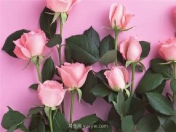 從1-9394朵玫瑰花語加圖片，送花原來這么多講究！