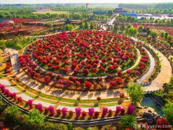 南陽(yáng)花卉苗木產(chǎn)業(yè)發(fā)展探析：月季逢春產(chǎn)業(yè)興