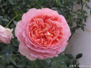 亞伯拉罕達(dá)比月季的優(yōu)缺點(diǎn)是什么？