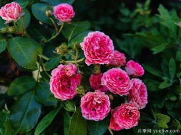 長(zhǎng)勢(shì)很快的一個(gè)爬藤月季，種下一棵胭脂扣月季