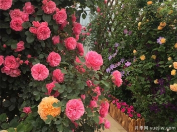 春季月季如何養(yǎng)護(hù)管理？