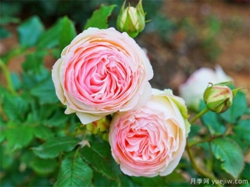 栽植月季苗 如何把根系培養(yǎng)好？