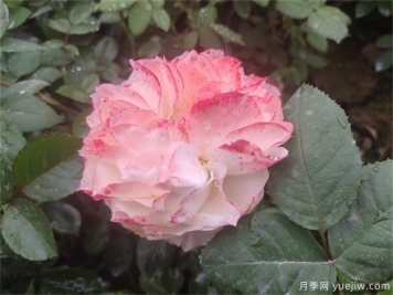 月季花田如何除草？