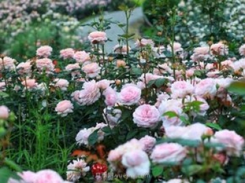 奧斯汀月季園，湖州一個國內(nèi)頂級的月季花園