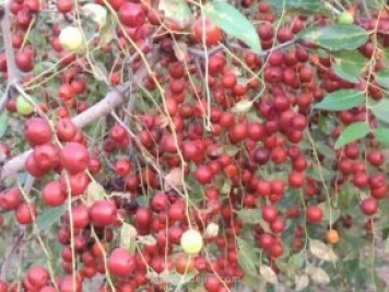 新疆發(fā)展中藥材產(chǎn)業(yè)，專業(yè)機(jī)構(gòu)發(fā)揮主導(dǎo)作用