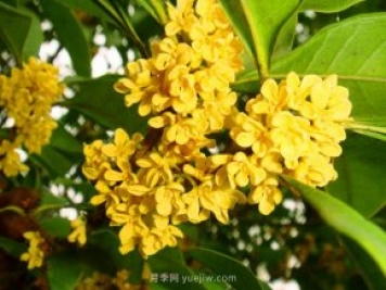桂花樹不能隨便挪，移栽時間和如何養(yǎng)護