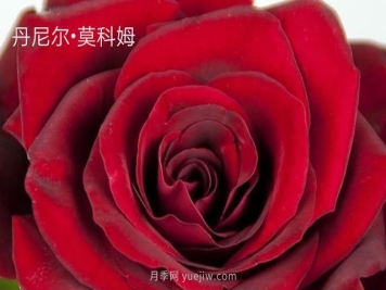 丹尼爾莫科姆月季的優(yōu)缺點(diǎn)是什么？