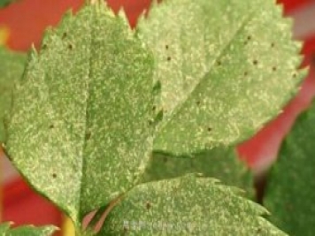 夏季高溫紅蜘蛛危害達到高峰，怎樣有效進行防治？