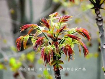 桐柏香椿樹應(yīng)該如何種植？