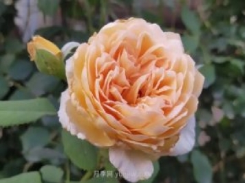 月季度夏，如何澆水施肥和防止病蟲害