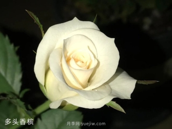 多頭香檳月季的優(yōu)缺點(diǎn)是什么？