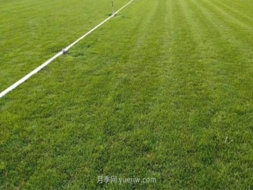 混播草坪的優(yōu)點(diǎn)缺點(diǎn)，每平方需要多少種子