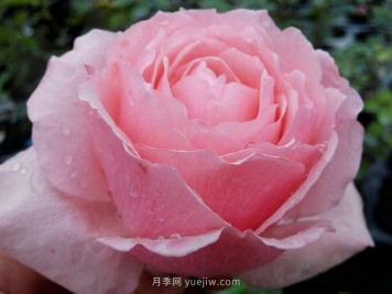 迷人的罩杯月季的優(yōu)缺點是什么？