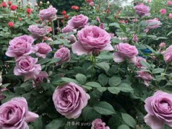 最全林業(yè)術(shù)語，苗木人必讀！